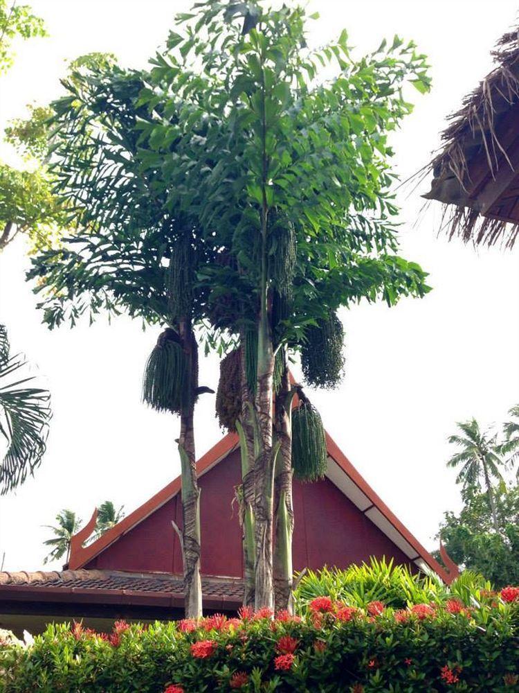 Palm Garden Resort Rawai Exteriör bild